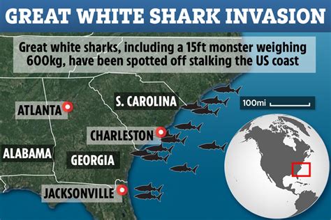 great white shark location found.